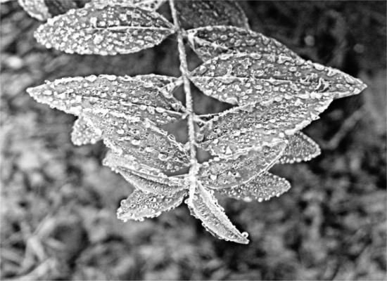 autor: paulo rodrigues
t&iacute;tulo: Frozen Leaves 1