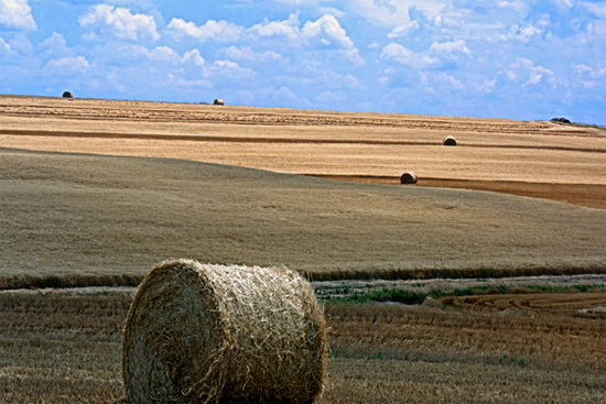autor: paulo rodrigues
t&iacute;tulo: Hay Baling Time
