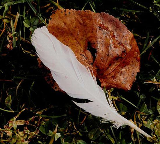 autor: paulo rodrigues
t&iacute;tulo: autumn motif in color