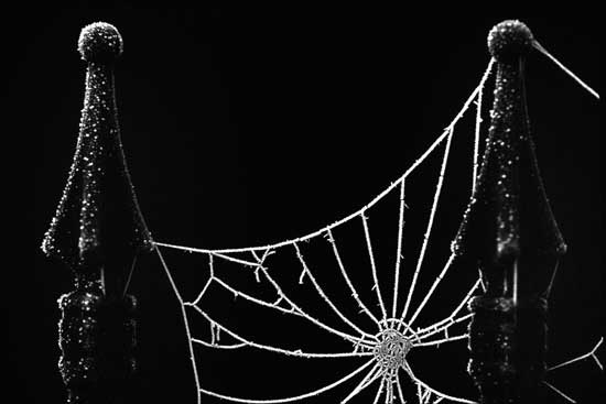 autor: paulo rodrigues
t&iacute;tulo: Spinnenweb007