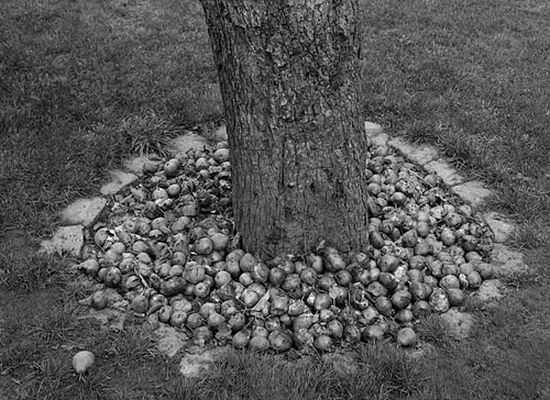 autor: paulo rodrigues
t&iacute;tulo: autumn motif