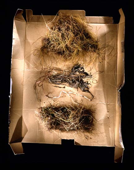 autor: Jeremy Webb
t&iacute;tulo: grass clumps (3) on cardboard