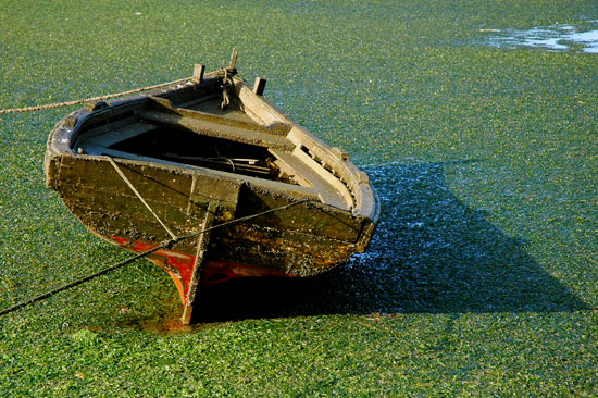 autor: paulo rodrigues
t&iacute;tulo: Maré Verde