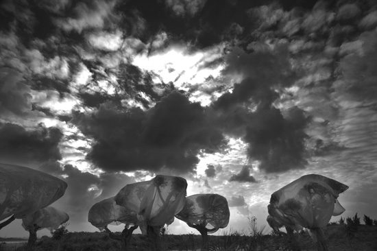 autor: paulo rodrigues
t&iacute;tulo: sky and olive tree