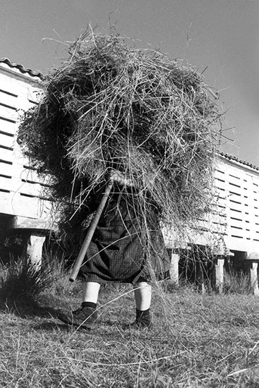 autor: Sofia Quintas
t&iacute;tulo: Mulher Feno