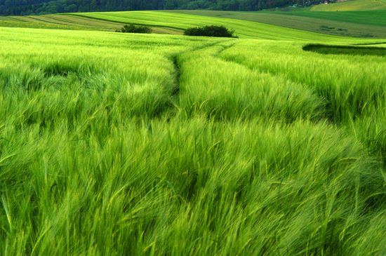 autor: paulo rodrigues
t&iacute;tulo: Austrian Field