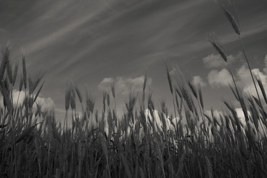 autor: paulo rodrigues
t&iacute;tulo: O campo