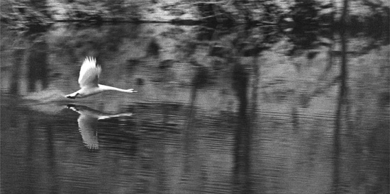 autor: paulo rodrigues
t&iacute;tulo: swan