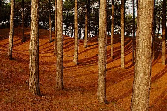 autor: paulo rodrigues
t&iacute;tulo: Cores de outono