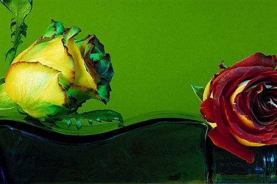 autor : paulo rodrigues                    t&iacute;tulo: Flowers on a bottle