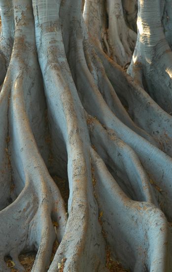 autor: paulo rodrigues
t&iacute;tulo: The Base of the Tree