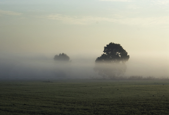 autor: paulo rodrigues
t&iacute;tulo: morning landscape