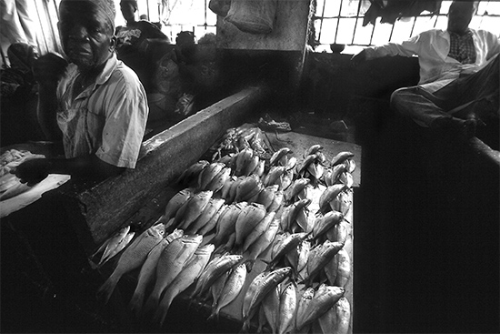 autor: Sofia Quintas
t&iacute;tulo: ...por 1000 shillings!