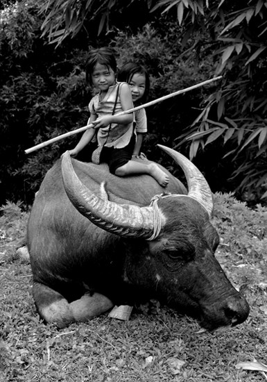 autor: paulo rodrigues
t&iacute;tulo: two girls and a bufallo
