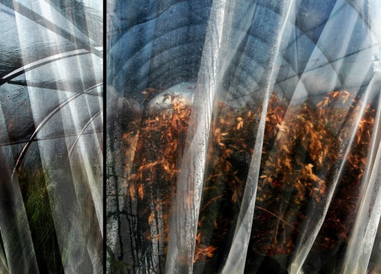 auteur : Raoul Iacometti                    titre: Greenhouse 2008