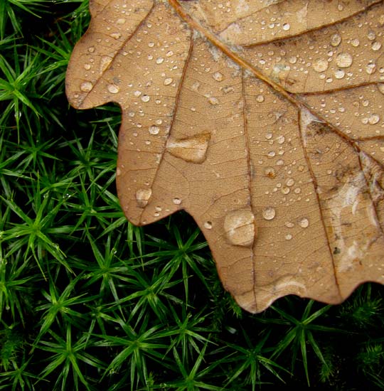 autor: paulo rodrigues
t&iacute;tulo: larmes d?automne
