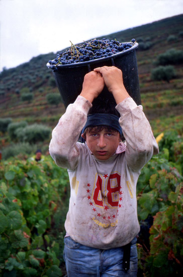 autor: José Gonçalves
t&iacute;tulo: Douro 9