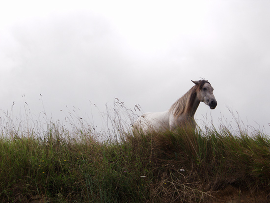 autor: paulo rodrigues
t&iacute;tulo: Wild HORSE