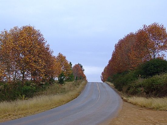 autor: paulo rodrigues
t&iacute;tulo: Árvores douradas