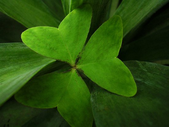 autor: paulo rodrigues
t&iacute;tulo: Leaf