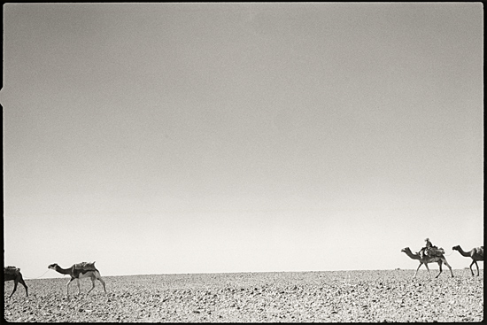 autor : paulo rodrigues                    t&iacute;tulo: caravan