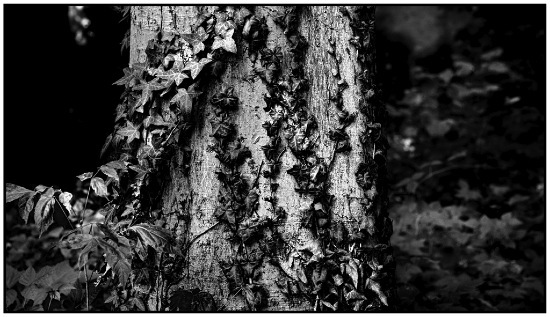 autor : Raoul Iacometti                    t&iacute;tulo: Leaves