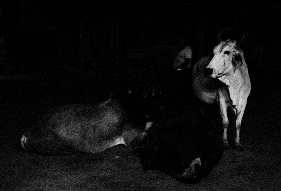 autor: paulo rodrigues
t&iacute;tulo: from the darkness