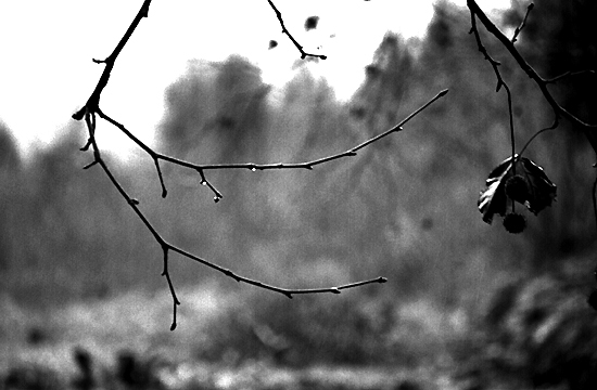autor : Sofia Quintas                    