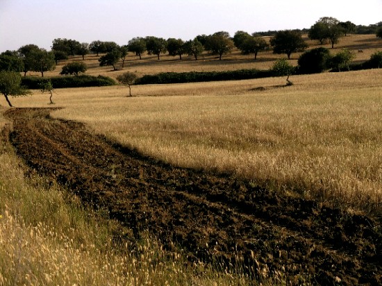 autor: paulo rodrigues
t&iacute;tulo: primavera longo verão
