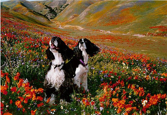 autor: paulo rodrigues
t&iacute;tulo: Phoebe & Buster in the Poppie Field