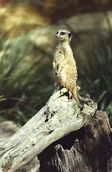 autor: paulo rodrigues
t&iacute;tulo: Meerkat