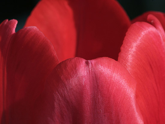 auteur: paulo rodrigues
titre: Erotismo e Tulipas 1