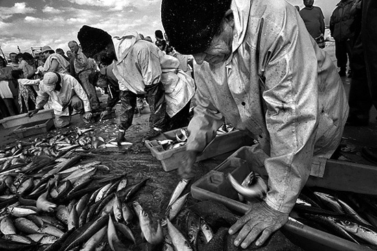 autor: Alberto Monteiro
t&iacute;tulo: Arte Xávega