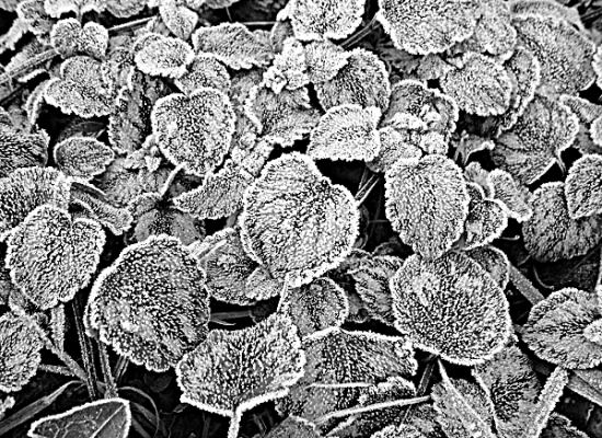 autor: paulo rodrigues
t&iacute;tulo: Frozen Leaves 2