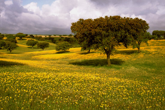 autor: paulo rodrigues
t&iacute;tulo: Campo florido de amarelo