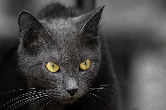 autor: paulo rodrigues
t&iacute;tulo: Gato com olhos de ouro